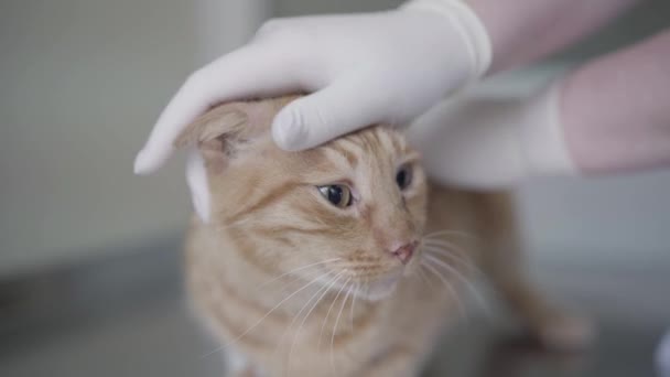 Ginger tabby cat in veterinary clinic having a check up of ears by veterinarian specialist in medical disposable gloves — Stock Video