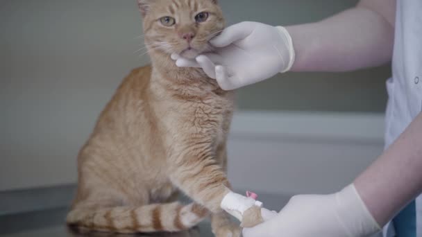 Close-up de mãos de médico em luva de borracha verificando gato gengibre sentado na mesa de operação de perto. O animal tem uma pata enfaixada. Vet examinando o gato após a operação. Gato olhando diretamente para a câmera — Vídeo de Stock