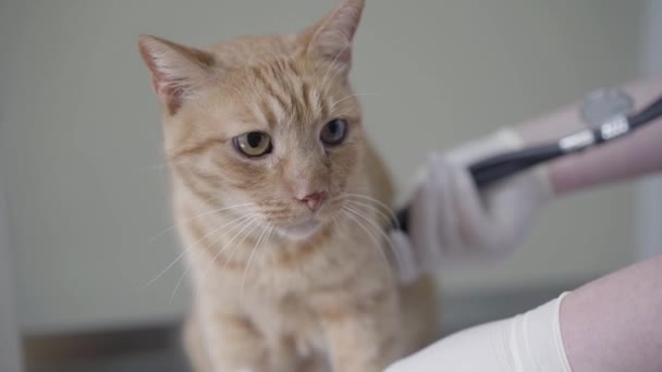 Крупним планом рукавички ветеринарного лікаря вивчають імбирного кота за допомогою стетоскопа. Тварина сидить на столі у ветеринарній клініці. Охорона здоров'я домашніх тварин та медична концепція — стокове відео