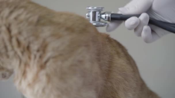 Primer plano de las manos enguantadas del médico veterinario escuchando el aliento de los gatos de jengibre usando estetoscopio. El animal sentado en la mesa en la clínica veterinaria. Cuidado de mascotas y concepto médico — Vídeos de Stock