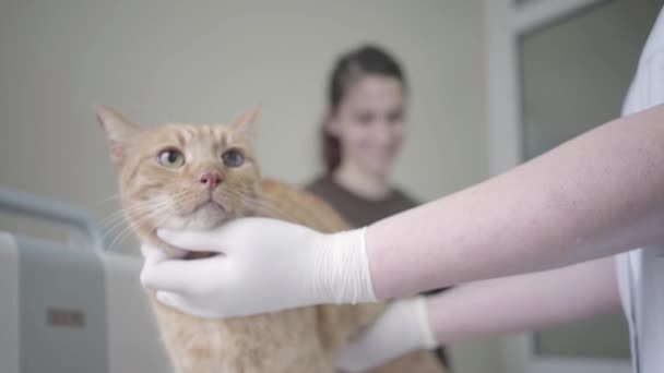 Close up of gloved hands of veterinarian doctor examining the ginger cat, palpating his stomach. The animal sitting on the table in veterinary clinic, the owner on the background — Stock Video