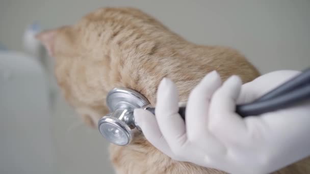 Primer plano de las manos enguantadas del médico veterinario escuchando el aliento de los gatos jengibre usando estetoscopio. El animal sentado en la mesa en la clínica veterinaria. Cuidado de mascotas y concepto médico — Vídeo de stock