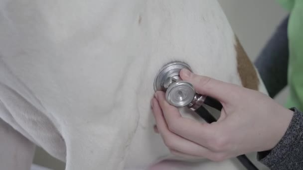 Mujeres manos con estetoscopio comprobar perros estómago de cerca. Examen en clínica veterinaria. Veterinaria hembra revisando perro lindo. Concepto de mascota — Vídeos de Stock