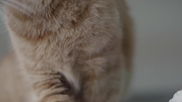 Primer plano de médico examinando adorable lindo gato jengibre obediente sosteniendo su bozal con sus manos enguantadas. El animal está en la clínica veterinaria. Cuidado de mascotas y concepto médico — Vídeos de Stock