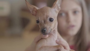 Portre oldukça küçük kız sarılma ve onu küçük kahverengi chihuahua köpek yakın öpüşme. Çocuk evcil hayvanıyla vakit geçiriyor. Mutlu çocukluk