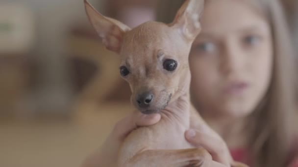 Portret van mooie kleine meisje knuffelen en zoenen haar kleine bruine Chihuahua hond close-up. Het kind spendeert tijd met haar huisdier. Gelukkige kindertijd — Stockvideo