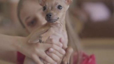 Sevimli bir chihuahua köpek yavrusu tutan ve oturma odasında onunla oynarken portre küçük oldukça mutlu kız kapatın.