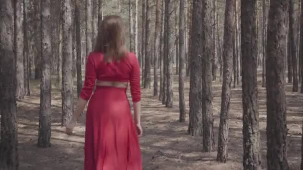 Jolie fille gracieuse dans une robe rouge se promène dans la forêt de pins. Jolie jeune femme marche entre les pins . — Video