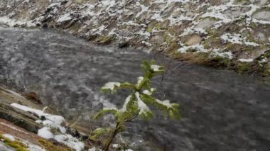 Genç Noel ağacıkarlı dalı nehir üzerinde büyük köpük yaratarak hızlı hareket eden şelale arka planda rüzgardan sallayın. Panoramik çekim ve ortam sesi. Orijinal ortam sesi.
