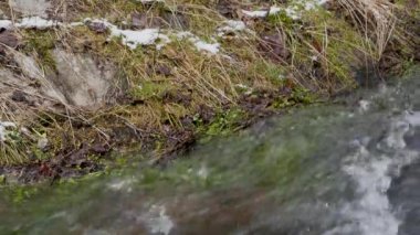 Genç Noel ağacıkarlı dalı nehir üzerinde büyük köpük yaratarak hızlı hareket eden şelale arka planda rüzgardan sallayın. Panoramik çekim ve ortam sesi. Orijinal ortam sesi.