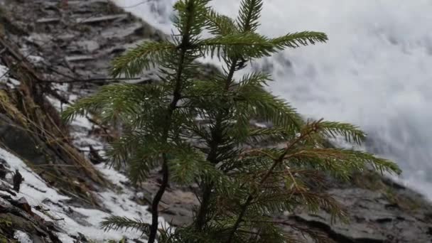 Il ramo di un giovane albero di Natale ondeggia dal vento sullo sfondo di una cascata in rapido movimento creando una schiuma enorme sul fiume. Chiudete. Scatto panoramico e suono ambientale. Suono ambientale originale . — Video Stock