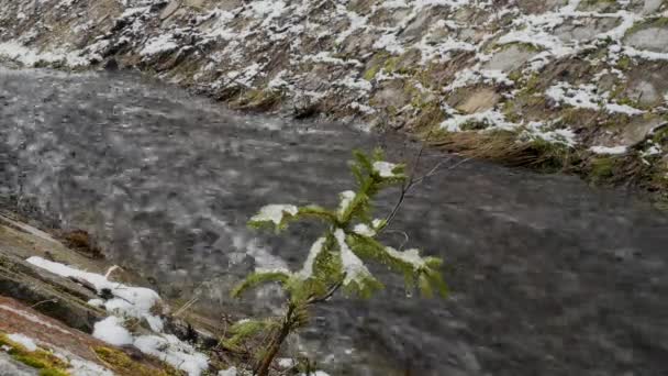 Schneebedeckter Zweig eines jungen Weihnachtsbaums schwankt vom Wind vor dem Hintergrund eines sich schnell bewegenden Wasserfalls, der riesigen Schaum auf dem Fluss erzeugt. Panoramafahrten und Umgebungsgeräusche. Originalklang der Umgebung. — Stockvideo