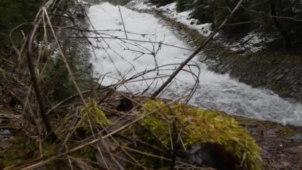 Snöiga gren av unga julgran gungning från vinden på bakgrunden av snabbrörliga vattenfall skapa enorma skum på floden. Panorama fotografering och omgivande ljud. Ursprungligt omgivningsljud. — Stockvideo