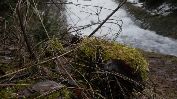 I rami secchi e il muschio sullo sfondo di cascata commovente rapida che crea la schiuma enorme su fiume situato in posto pittoresco. Scatto panoramico e suono ambientale. Suono ambientale originale. Da vicino. . — Video Stock