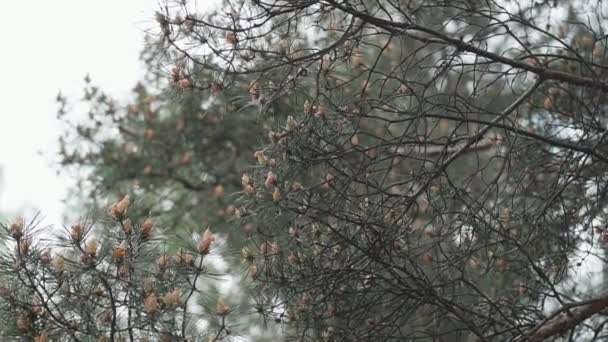 Belle branche de mélèze vert avec des cônes. Mouvement lent . — Video