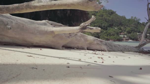 Сейшельские острова. Остров Праслин. Сухое дерево, лежащее на пляже острова в Индийском океане. Тропический остров роскошный отдых — стоковое видео