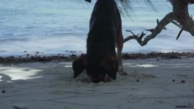 Seyşeller. Praslin Adası. Sevimli komik köpek yakın plajda kum bir delik kazıyor. Denizde eğlenen hayvan. Turizm, tatil, evcil hayvan ile seyahat