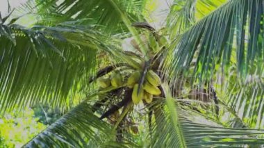 Seyşeller. Praslin Adası. Yüksek palmiye yaprakları rüzgarda sallar. Tropikal meyvelerin meyveleri ağaçta yetişir. Ağaçta hindistan cevizi var. Seyahat konsepti. Tropikal ada lüks tatil.