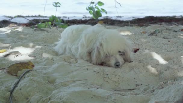 セイシェル。プラスリン島かわいい面白いふわふわの白い犬は、砂の上にビーチに横たわってクローズアップ。動物は急に目を覚ますと、側面を見て、彼の足にジャンプします。海の近くで休んでいる犬. — ストック動画