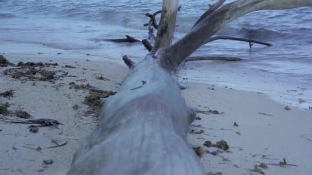 Seszele. Wyspy Praslin. Ogromne pień drzewa na plaży niesamowite dziewiczej tropikalnej przyrody z łagodnymi falami — Wideo stockowe