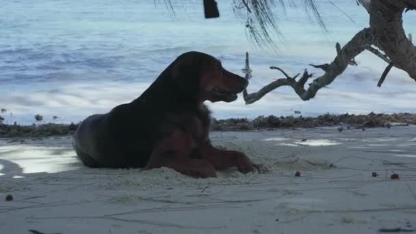 Seicheles. Ilha Praslin. Cão pequeno engraçado bonito deitado na praia na areia de perto. O cãozinho descansando perto do mar . — Vídeo de Stock