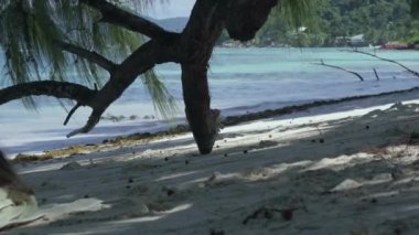 Seyşeller. Praslin Adası. Ön planda tropikal ağaç dalı. Güzel deniz manzarası. Tropik ada lüks tatil. Turizm, tatil, seyahat, rahatlatıcı konsept.