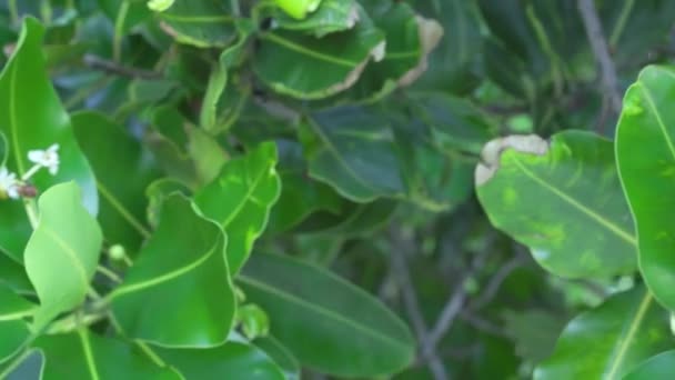 Seychellerna. Ön Praslin. Närbild blad av ett tropiskt träd som växer på en exotisk ö i Indiska oceanen. Växter och träd i Seychellerna. — Stockvideo