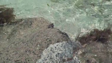 Seyşeller. Praslin Adası. Berrak deniz suyu kayanın üzerinde yuvarlanır. Küçük deniz yengeci taş üzerinde sürünüyor. Turizm, tatil, seyahat konsepti