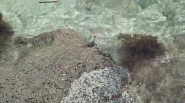 Seyşeller. Praslin Adası. Berrak deniz suyu kayanın üzerinde yuvarlanır. Küçük deniz yengeci taş üzerinde sürünüyor. Turizm, tatil, seyahat konsepti