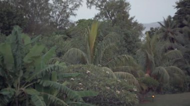 Seyşeller. Praslin Adası. Mavi gökyüzüne karşı palmiye ağaçları. Tropik sahilde palmiye ağaçları. Yeşil ormanlar, adalarda vahşi doğa. Turizm, dinlenmek, tatil, seyahat konsepti