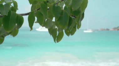 Seyşeller. Praslin Adası. Ön planda yeşil yaprakları ile ağaç dalı. Arka planda bulanık beyaz yat ile Seascape. Turizm, dinlenmek, tatil, seyahat konsepti
