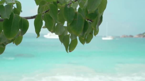 Сейшельська. Острів Праслін. Гілка дерева з зеленими листами на передньому плані. Морський пейзаж з розмитим білим яхтою на задньому плані. Туризм, відпочинок, відпустка, подорожі концепція — стокове відео