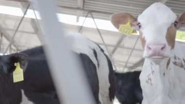 Modern çiftlikte buzağılar besleniyor. Süt çiftliğinde beslenen inekleri kapatın. Süt çiftliğindeki inek saman yiyor. Yuvalanmış.