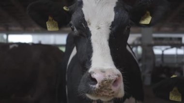 Bir çiftlikte yakın çekim kamera bakarak kulakları işaretçileri ile siyah ve beyaz. Tarım endüstrisi, tarım ve Hayvancılık konsepti. Bir süt çiftliğinde bir ahırda duran bir memeli