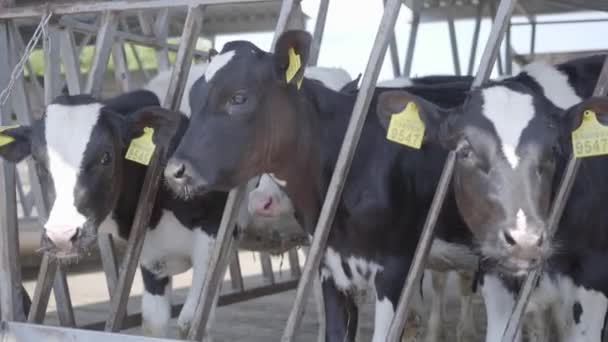 Fütterung der Kühe auf dem modernen Bauernhof. Nahaufnahme der Kuhfütterung auf dem Milchhof. Kuh auf Milchbauernhof frisst Heu. Kuhstall. — Stockvideo