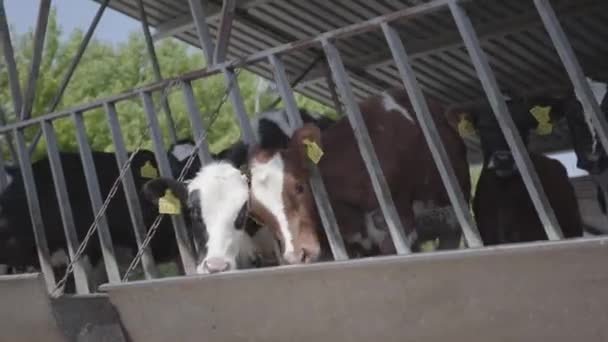 现代农场的小牛喂养过程。关闭奶牛饲养场。奶牛在奶牛场里吃干草.牛仔棚. — 图库视频影像