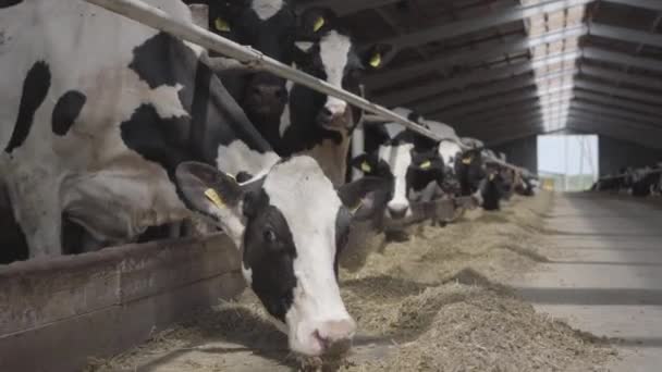 Kalvarnas utfodringsprocess på modern gård. Närbild ko utfodring på mjölkgård. Ko på mjölkgård äter hö. Kokbock. — Stockvideo