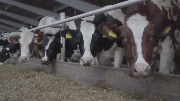 Processo de alimentação de bezerros na fazenda moderna. Feche a alimentação de vacas na fazenda de leite. Vaca em fazenda de laticínios comendo feno. Cobertura. — Vídeo de Stock