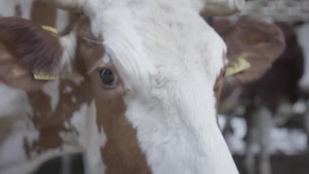 Zamknij proces karmienia krów na nowoczesnym gospodarstwie. Karmienie krowy na farmie Mlecznej. Krowy na farmie mleczarskiej jedzenia siana. Cowshed. — Wideo stockowe