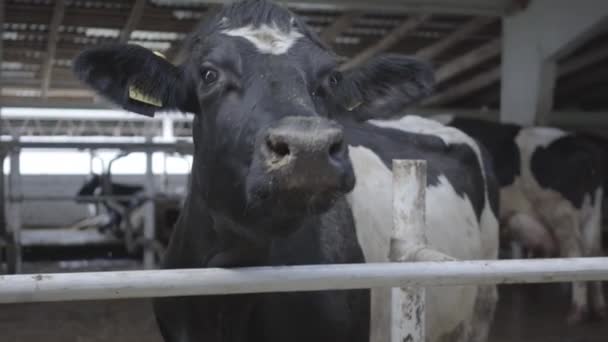 Modern çiftlikte inekler. Süt çiftliğinde inekler yakın. Süt çiftliği 'nde inekler. Cowshed. — Stok video