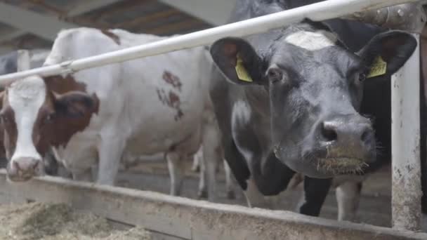 Modern çiftlikte buzağılar besleniyor. Süt çiftliğinde beslenen inekleri kapatın. Süt çiftliğindeki inek saman yiyor. Yuvalanmış. — Stok video