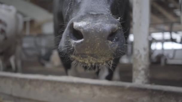 Kalveren voederproces op moderne boerderij. Sluit de koe die zich voedt met melkveehouderij. Koe op melkveebedrijf die hooi eet. Blauwschuur. — Stockvideo