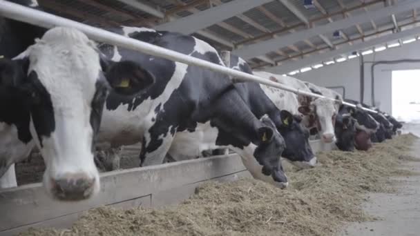 Modern çiftlikte buzağılar besleniyor. Süt çiftliğinde beslenen inekleri kapatın. Süt çiftliğindeki inek saman yiyor. Yuvalanmış. — Stok video