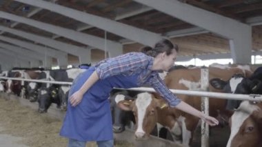 İnekler çiftliğinde genç pozitif kadın çiftçi işçisi, memelinin inme namlu çalışıyor besleniyor. Tarım endüstrisi, tarım ve Hayvancılık konsepti
