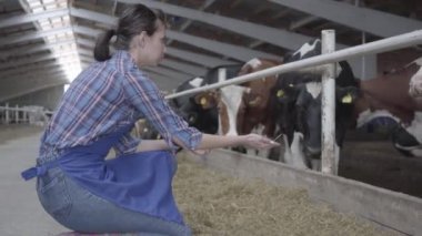 Genç kız çiftçi çiftlikte sığır yem ahır bir tur yapma. Modern çiftlikte calves besleme süreci. Süt çiftliğinde Saman yiyen inekler. Cowshed.