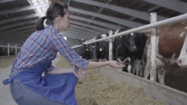 Profesyonel genç kız çiftçi çiftliği inekler yem ahır bir tur yapma. Modern çiftlikte calves besleme süreci. Süt çiftliğinde Saman yiyen inekler. Cowshed.