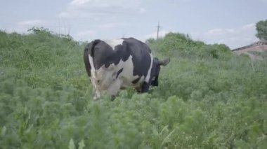 Beyaz ve siyah sığır yüksek yeşil çim alanında yürüyüş. Tarım endüstrisi, tarım ve Hayvancılık konsepti