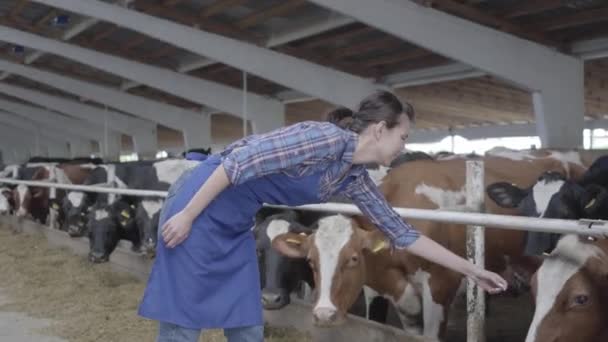 Joven trabajadora agricultora positiva en la granja de vacas alimentando a las vacas, tratando de acariciar el hocico del mamífero. La industria agrícola, la agricultura y la ganadería — Vídeo de stock