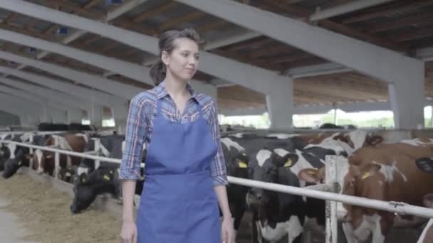 肖像画の女の子の農家は、鳥類に立って子牛や牛と農場の検査を行います。近代的な農場で子牛の供給プロセス。干し草を食べる酪農場の牛。牛舎. — ストック動画