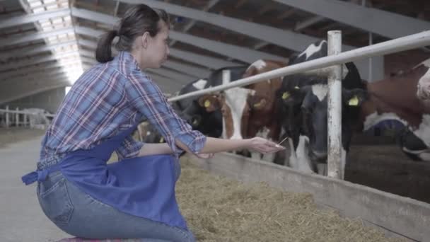 Молода дівчина фермер робить екскурсію сарай на фермі, що годує корів. Процес годівлі телят на сучасній фермі. Корова на молочній фермі їсть сіно. коров'ячого . — стокове відео